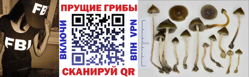 блэк спрут как войти  Пласт  маркетплейс наркотические препараты  Галлюциногенные грибы Psilocybe 
